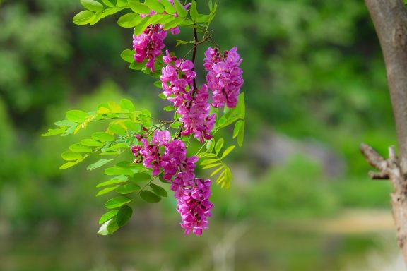 Bio Akazienhonig