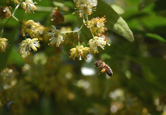 Bio Lindenblütenhonig